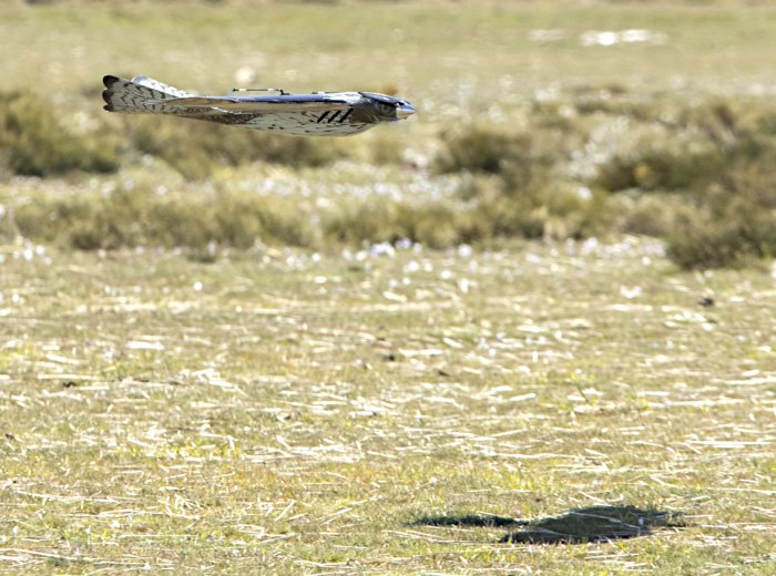 V-Raptor es un dron (UAV) con forma de ave rapaz para el control de aves en aeropuertos, plantas solares, aerogeneradores y otras aplicaciones