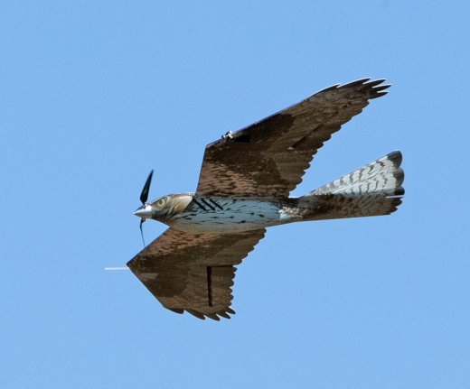 V-Raptor es un dron (UAV) con forma de ave rapaz para el control de aves en aeropuertos, plantas solares, aerogeneradores y otras aplicaciones