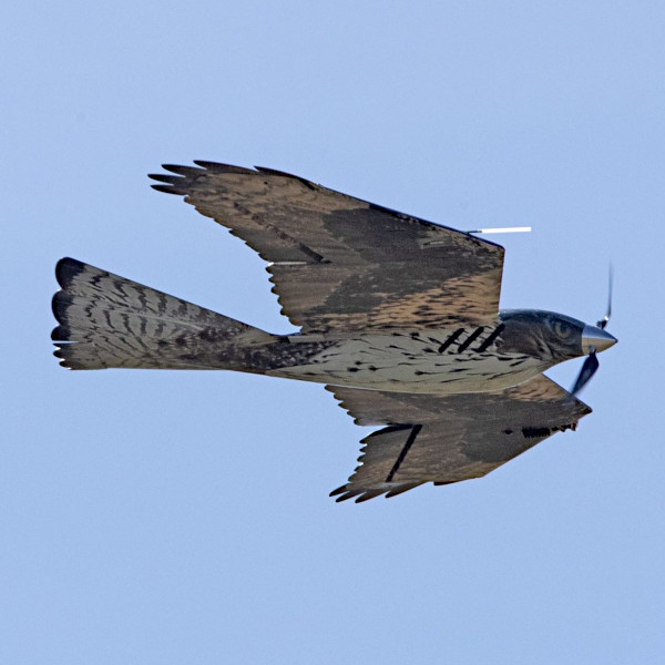 V-Raptor es un dron de disuasión y control de aves en aeropuertos